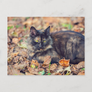 Fluffy Tortoiseshell Kitty im Herbst Postkarte