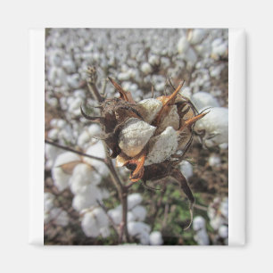 Fluffy White Cotton Bolls Magnet