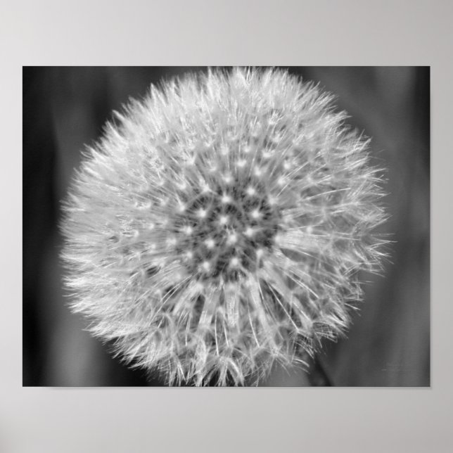 Fluffy White Dandelion Schwarz-weiß Print Poster (Vorne)