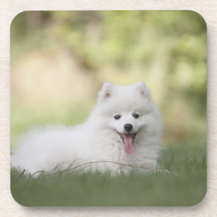 Fluffy White Keeshond Puppy Getränkeuntersetzer