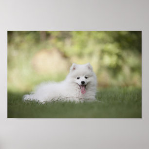 Fluffy White Keeshond Puppy Poster