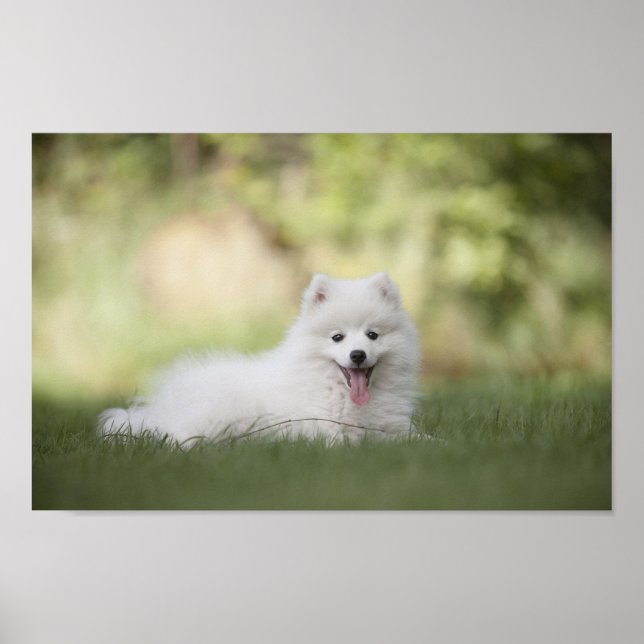 Fluffy White Keeshond Puppy Poster (Vorne)
