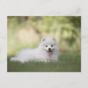 Fluffy White Keeshond Puppy Postkarte