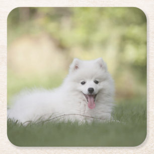 Fluffy White Keeshond Puppy Rechteckiger Pappuntersetzer