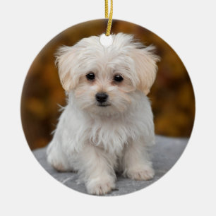 Fluffy White Maltese Puppy Dog Keramik Ornament