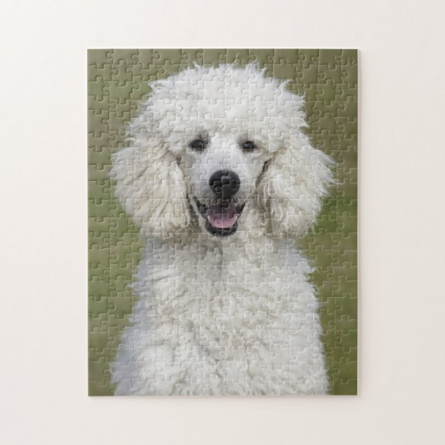 Fluffy White Poodle Puppy Dog Puzzle (Vertikal)