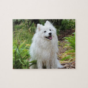 Fluffy White Spitz Welpenhund Puzzle