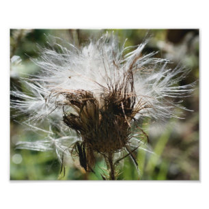 Fluffy White Thistle Fower Seeds 10x8 Nature Fotodruck