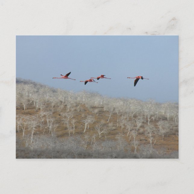 Flug der Flamingos Postkarte (Vorderseite)