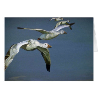 Flug der Schnee-Gänse