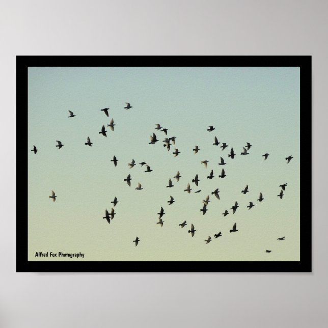 Flug der Tauben Poster (Vorne)