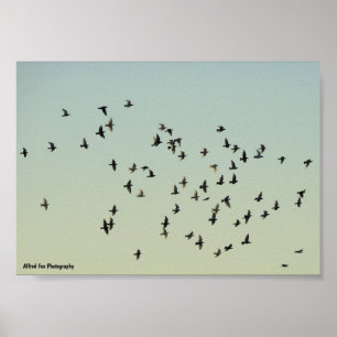 Flug der Tauben Poster