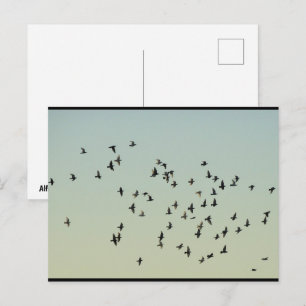 Flug der Tauben Postkarte