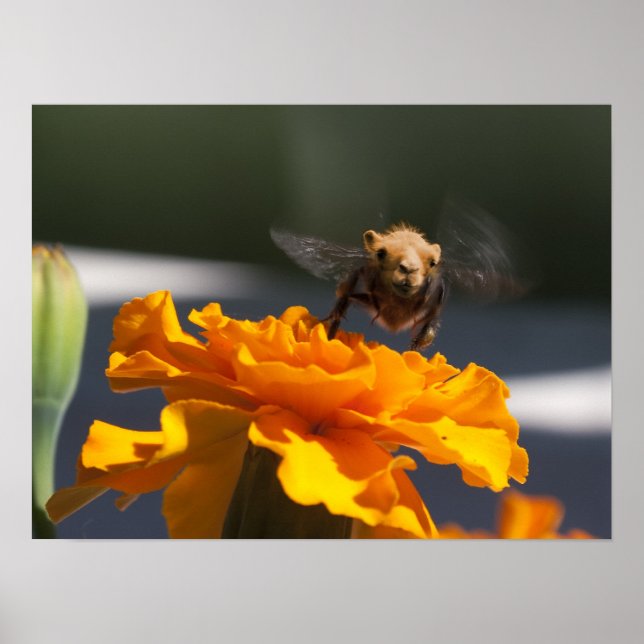 Flug des Bumblecamels Poster (Vorne)