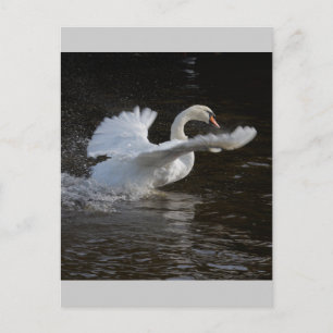 Flüge ausgestreckter Schwan Postkarte