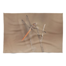 Flüge der Golddrachenfliege