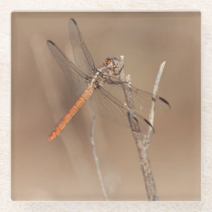 Flüge der Golddrachenfliege Glasuntersetzer