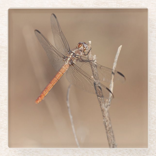 Flüge der Golddrachenfliege Glasuntersetzer (Vorderseite)