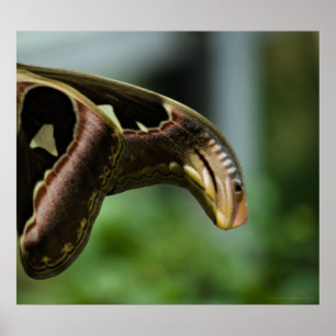 Flüge von Atlas Print Poster