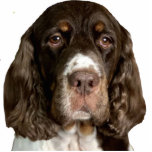 Flügel Fotoskulptur Magnet<br><div class="desc">Wings war ein geretteter Springer Spaniel,  der die Herzen seiner Pelzfamilie gewann. Ein schöner Hund.</div>