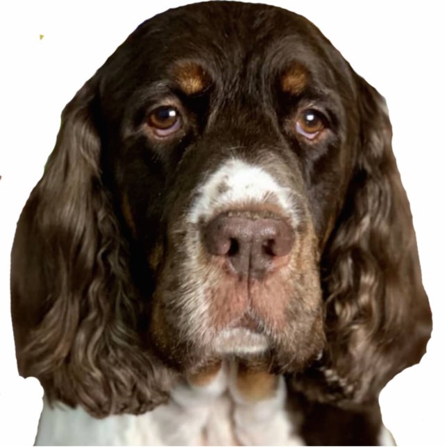 Flügel Fotoskulptur Magnet (Vorne)