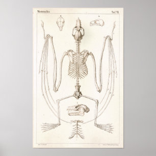 Flughund-Schläger-Skeleton Veterinäranatomie-Druck Poster