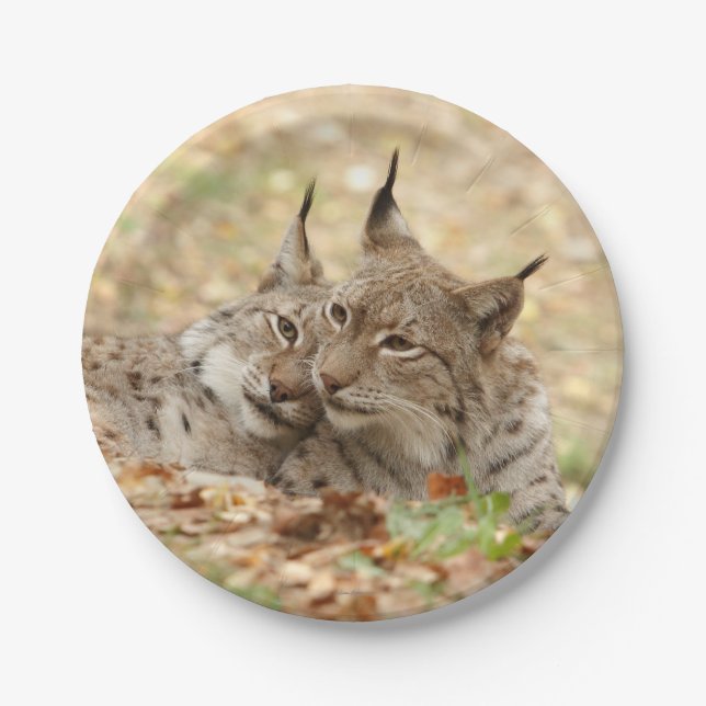 Flugzeug aus Papier. Foto Lynx. Pappteller (Vorderseite)