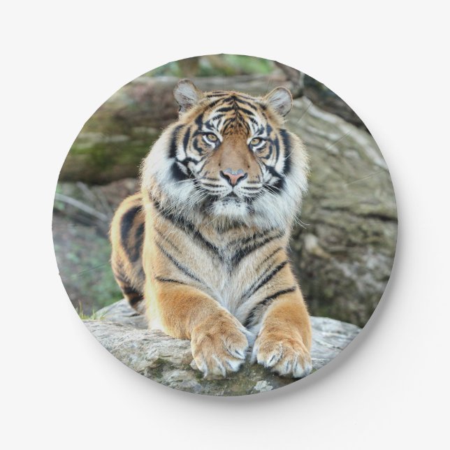 Flugzeug aus Papier. Foto tiger 04. Papierplatte Pappteller (Vorderseite)