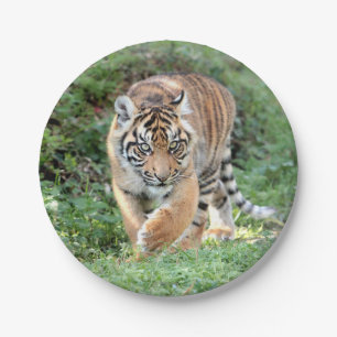 Flugzeug aus Papier. Foto tiger 05. Papierplatte Pappteller