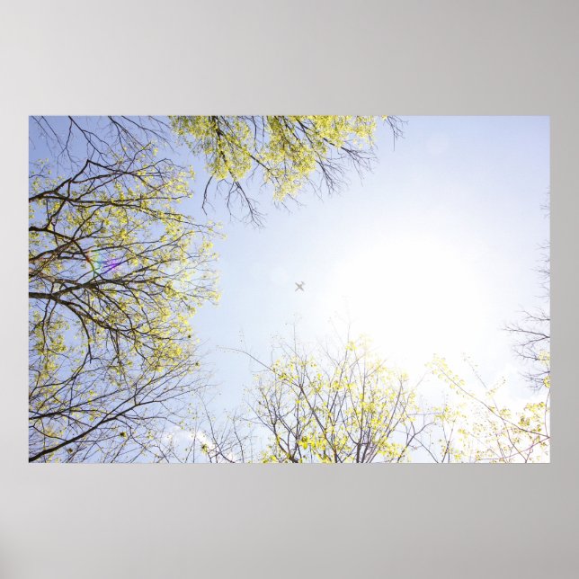 Flugzeug in Sky Gerahmt von Bäumen Poster (Vorne)