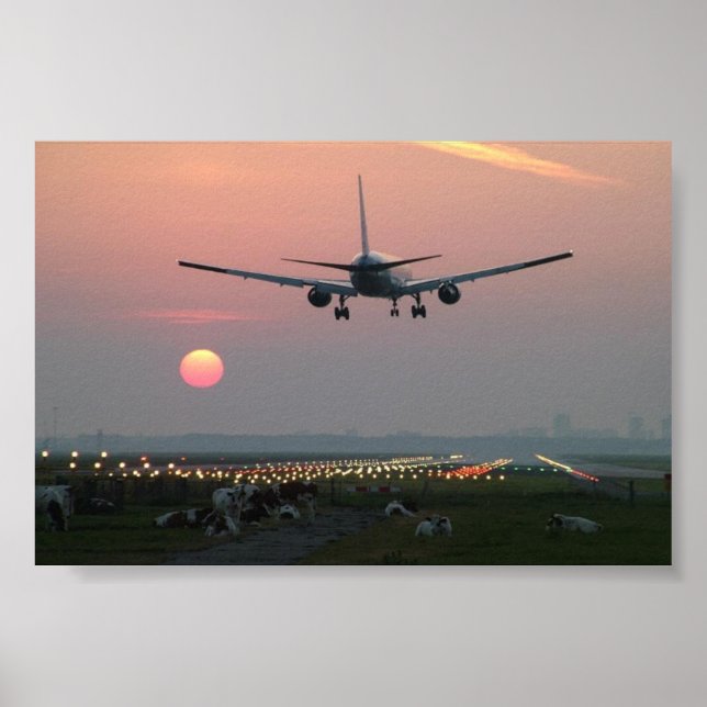 Flugzeug und Kühe Poster (Vorne)