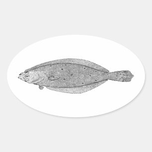 Flunder - Fluke Vintage Illustration Ovaler Aufkleber