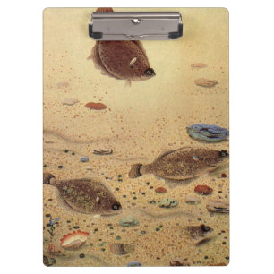 Flundern oder Plattfische, Vintage Meeresleben Oze Klemmbrett