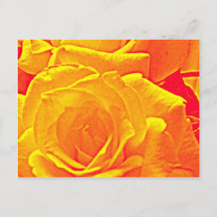 fluoreszierende Rose orange Postkarte