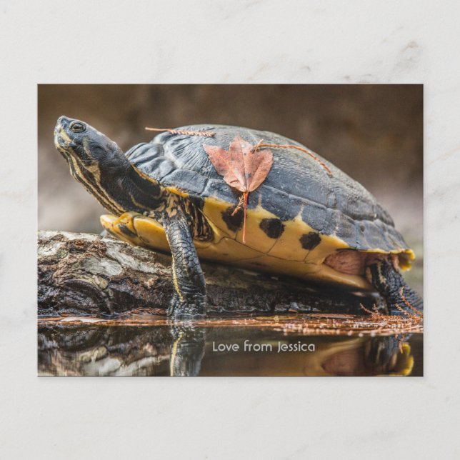 Fluss Cooter Turtle Postcard Postkarte (Vorderseite)