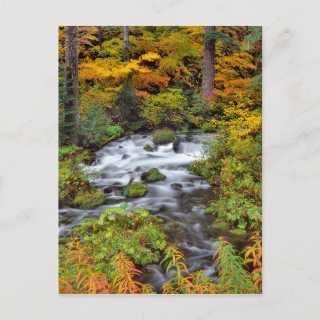 Fluss durch Wald, Fall, Oregon Postkarte (Vorderseite)