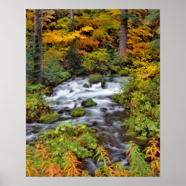Fluss durch Wald, Herbst, Oregon Poster (Vorne)