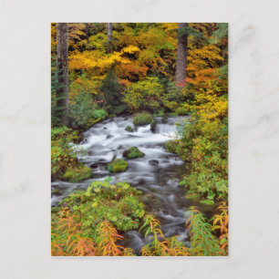 Fluss durch Wald, Herbst, Oregon Postkarte