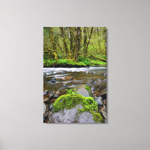 Fluss im grünen Wald, Oregon Leinwanddruck