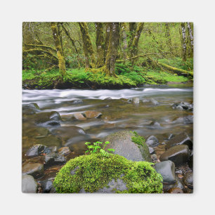 Fluss im grünen Wald, Oregon Magnet