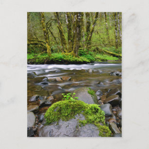 Fluss im grünen Wald, Oregon Postkarte