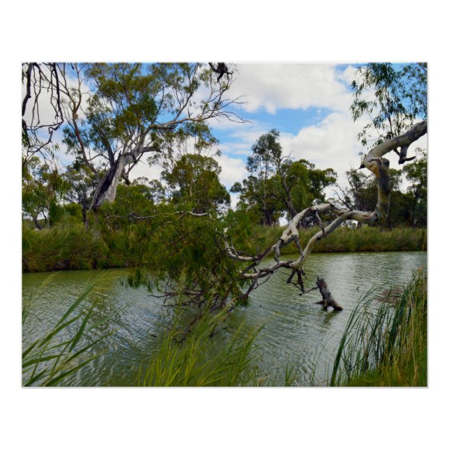 Fluss Murray Australia, Tree Branches, Poster (Vorderseite)