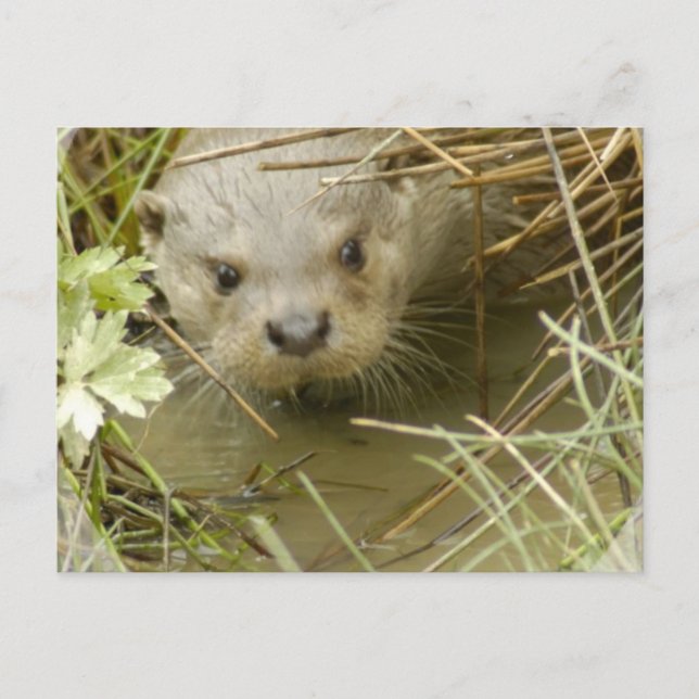 Fluss Otter Habitat Postcard Postkarte (Vorderseite)