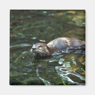 Fluss Otter Magnet