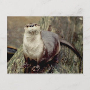 Fluss Otter Posing Postkarte