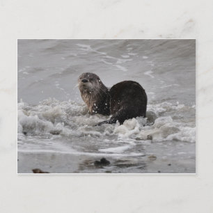 Fluss Otter Postkarte