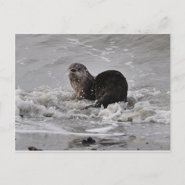 Fluss Otter Postkarte (Vorderseite)