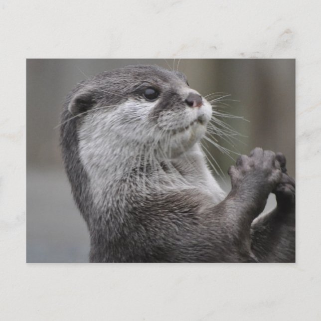 Fluss Otter Postkarte (Vorderseite)