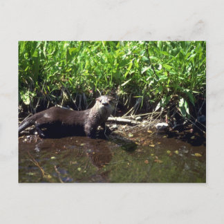 Fluss Otter-Summer Postkarte