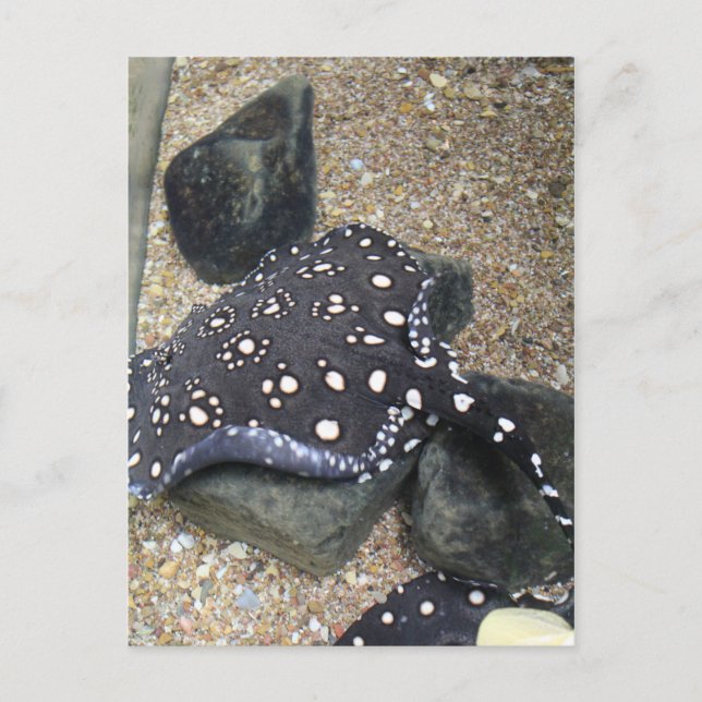 Fluss Stingray # 14 Postkarte (Vorderseite)